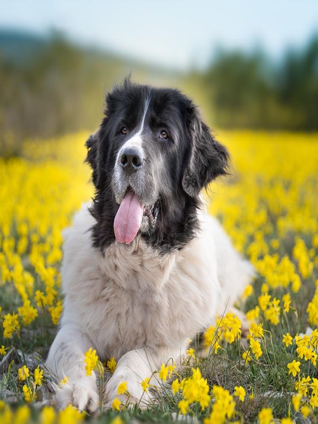 Álbumes 102+ Foto cuales son las razas de perros mas grandes El último