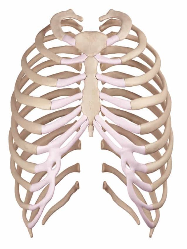 Sintético 94+ Foto cuales son los huesos del torax Mirada tensa