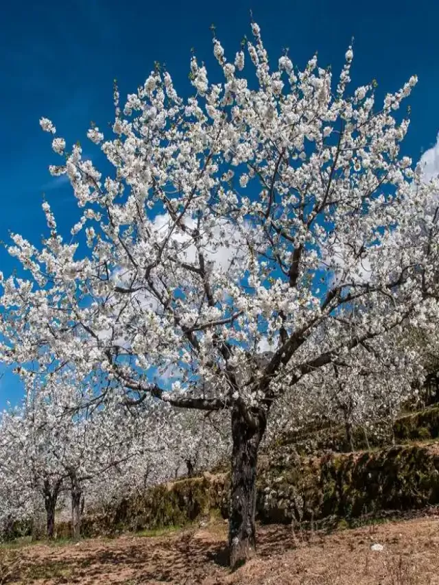 Arriba 90+ Foto cuando florecen los cerezos en el valle del jerte Lleno