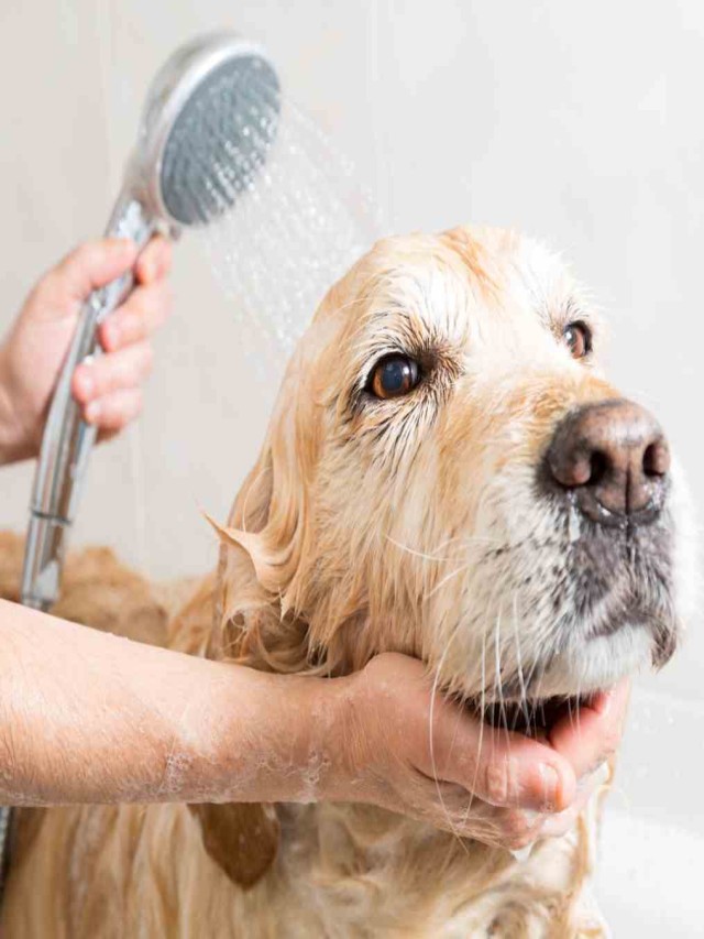 Lista 104+ Foto cuando se puede bañar un perro despues de la pipeta Lleno