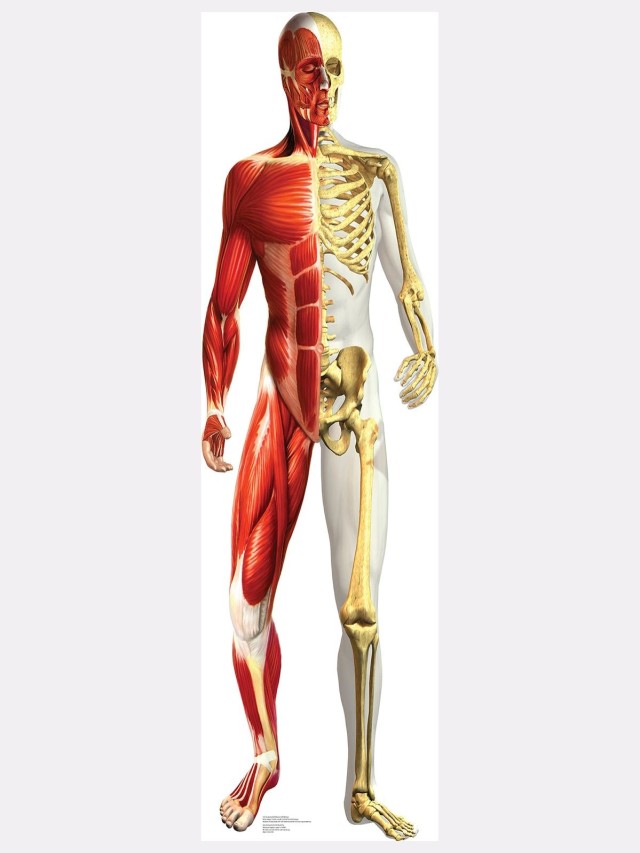Sintético 101+ Foto cuerpo humano huesos y musculos imagenes Actualizar