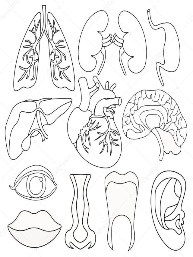 Sintético 101+ Foto cuerpo humano y sus organos para colorear Mirada tensa