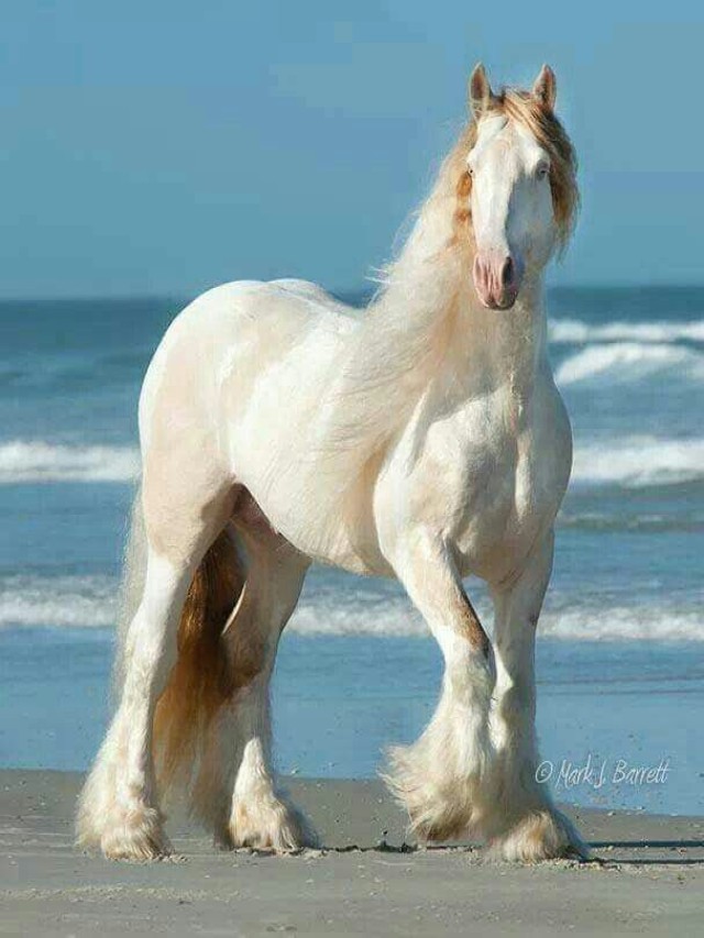 Sintético 90+ Foto de que color es el caballo blanco de napoleon Lleno