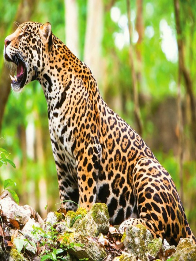 Sintético 96+ Foto de que color es el jaguar El último