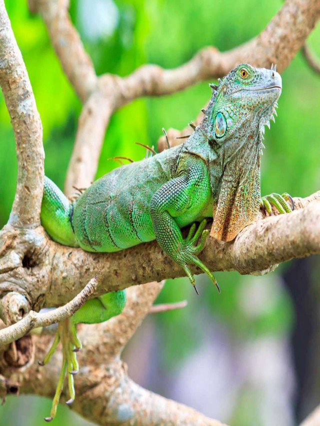 Lista 97+ Foto de que color es la iguana El último