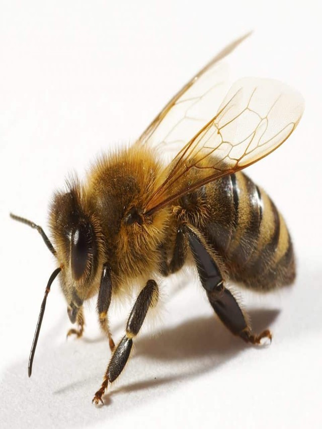 Arriba 101+ Foto de qué color son las alas de las abejas Cena hermosa