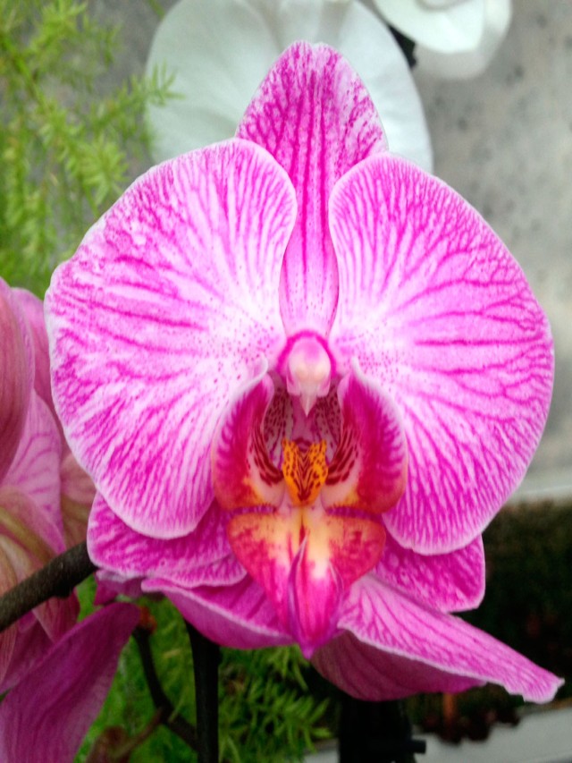 Arriba 102+ Foto de que color son las orquideas Lleno