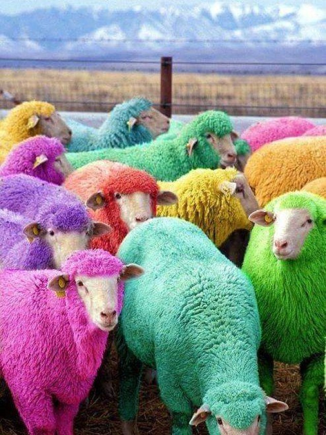 Lista 103+ Foto de qué color son las ovejas El último
