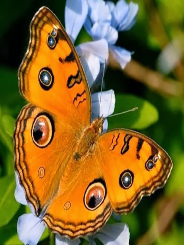 Sintético 98+ Foto de que colores son las mariposas El último
