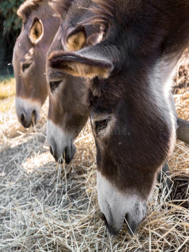 Sintético 98+ Foto de que se alimentan los burros Lleno