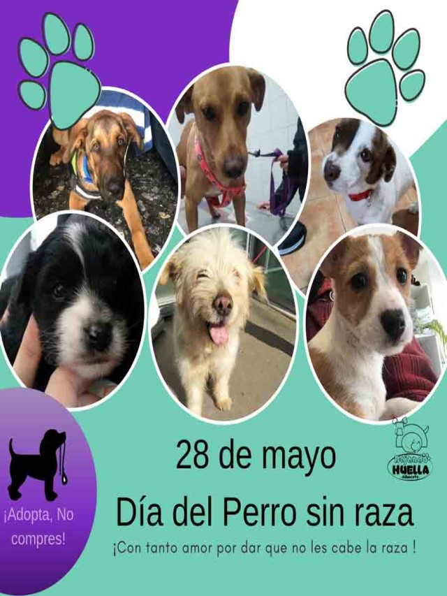 Arriba 94+ Foto dia del perro sin raza en mexico Lleno