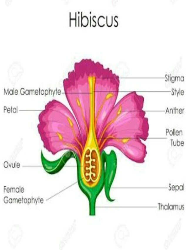 Em geral 99+ Imagen diagram of different parts of hibiscus flower Alta definición completa, 2k, 4k