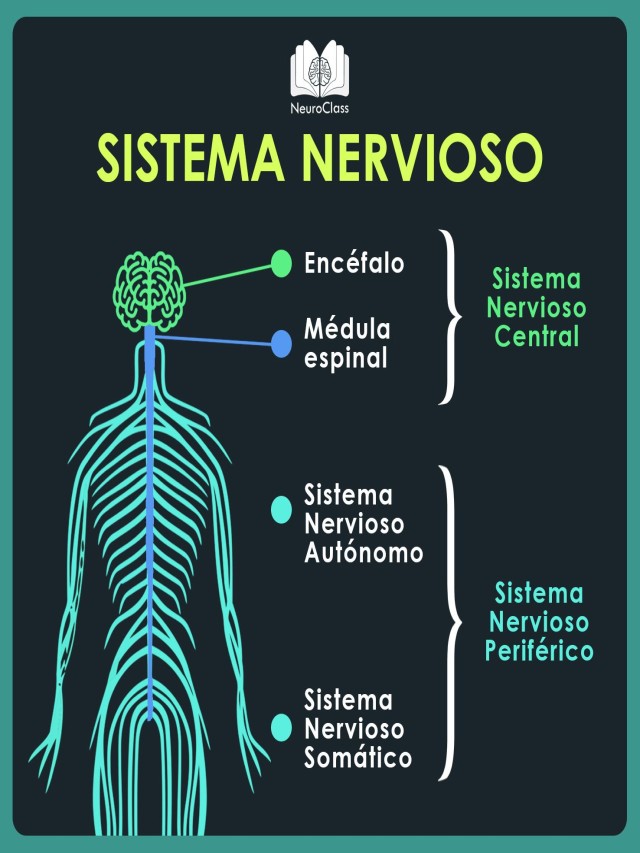 Sintético 95+ Foto diagrama de flujo del sistema nervioso El último
