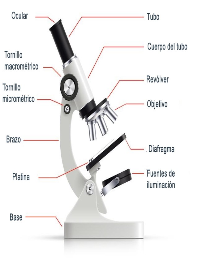 Em geral 101+ Imagen dibujo de microscopio y sus partes Mirada tensa