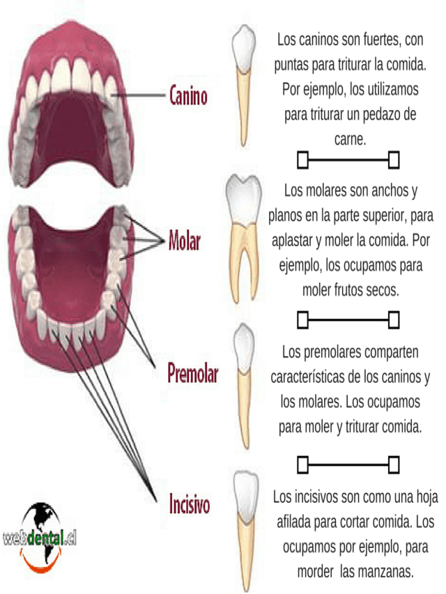Arriba 96+ Imagen dibujo de los dientes y sus partes Actualizar