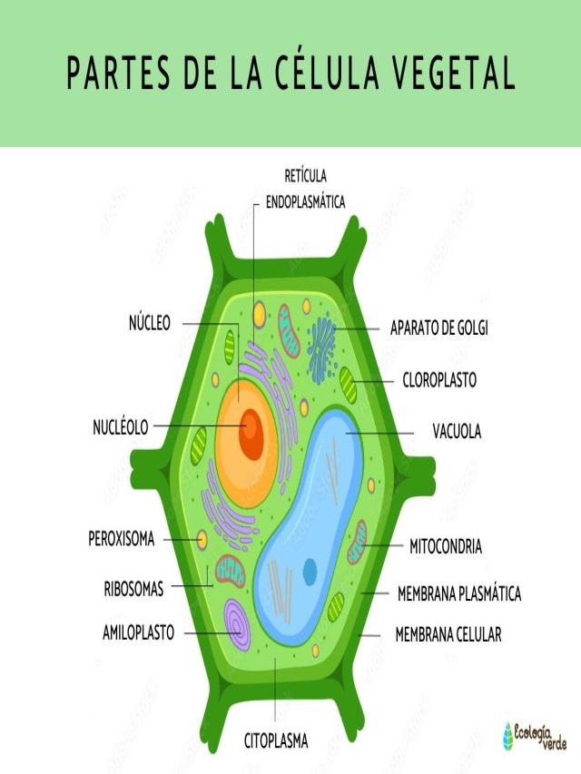 Álbumes 103+ Imagen dibujo de la célula vegetal y sus partes El último