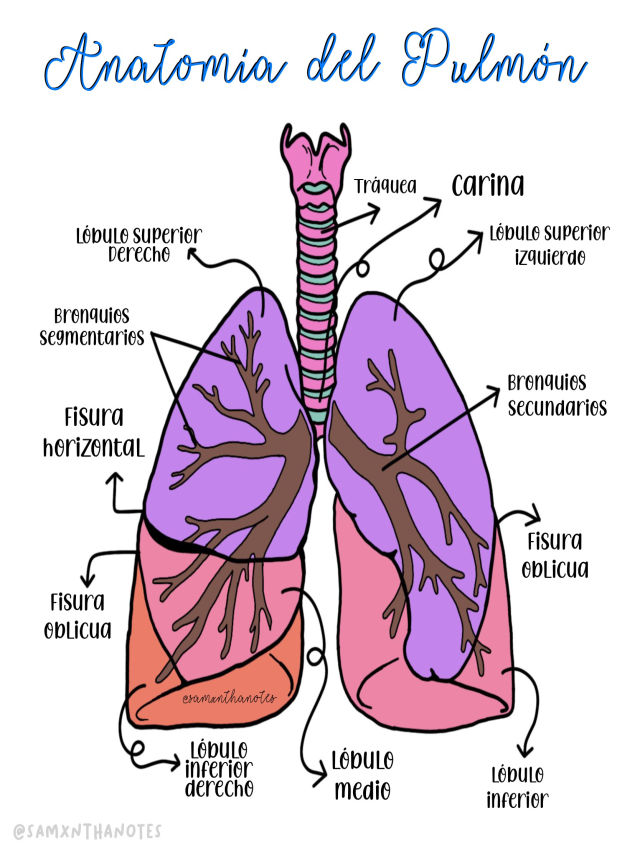 Lista 92+ Foto dibujo de pulmones y sus partes Cena hermosa