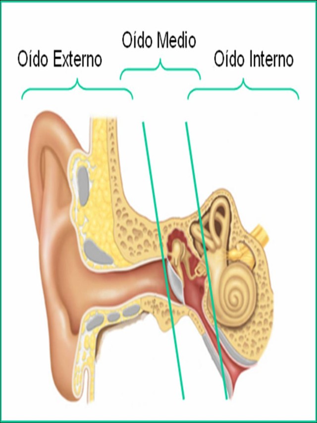 Em geral 95+ Imagen dibujo del oído y sus partes para niños Actualizar