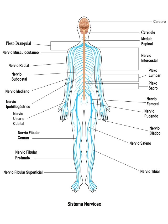 Em geral 92+ Imagen dibujo del sistema nervioso y sus partes Cena hermosa