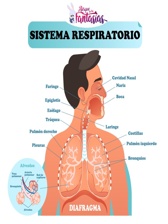 Lista 100+ Foto dibujo del sistema respiratorio y sus partes Actualizar