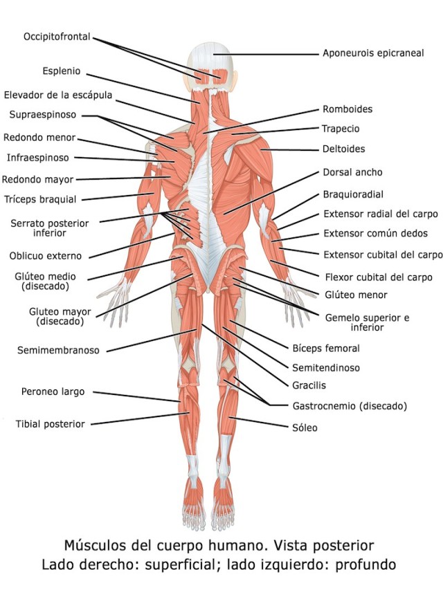 Lista 98+ Imagen dibujos de los musculos del cuerpo humano Cena hermosa