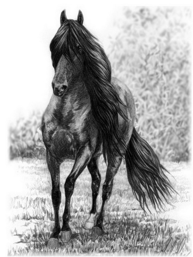 Arriba 100+ Imagen dibujos de caballos faciles y bonitos Lleno