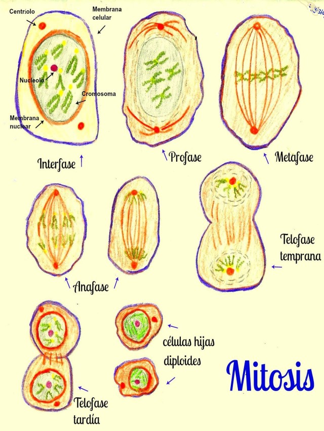 Lista 98+ Imagen dibujos de las fases de la mitosis Lleno