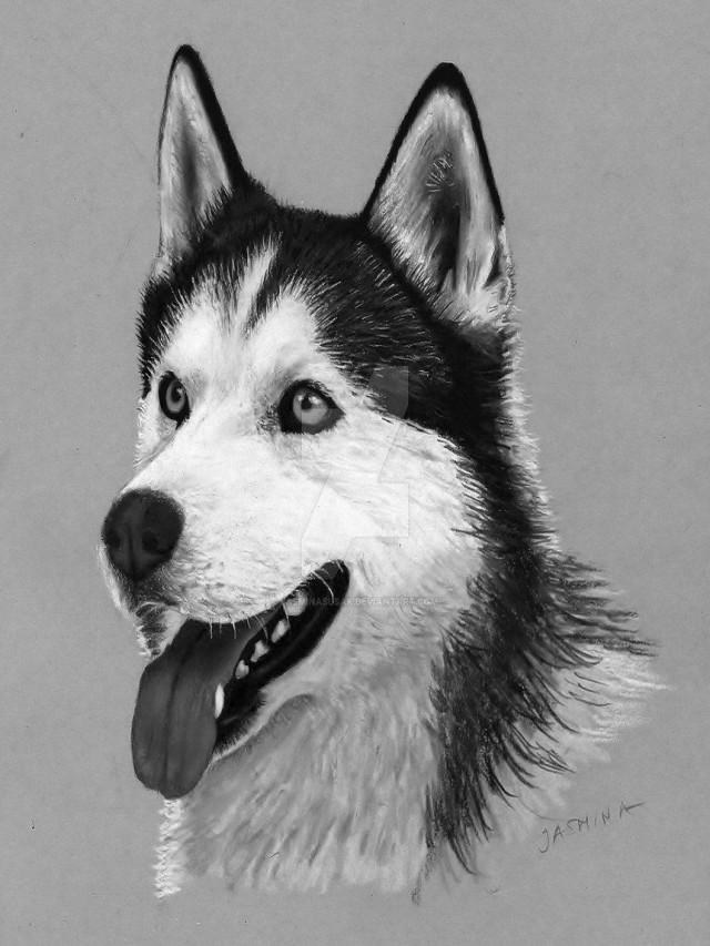 Sintético 96+ Foto dibujos de perros husky a lapiz faciles El último