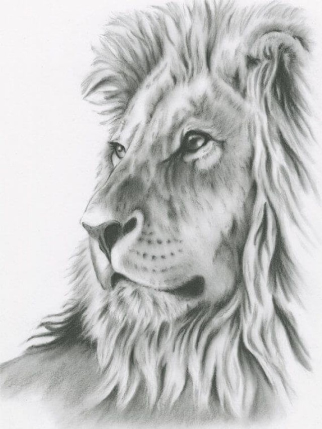 Arriba 95+ Foto dibujos de un leon a lapiz Mirada tensa