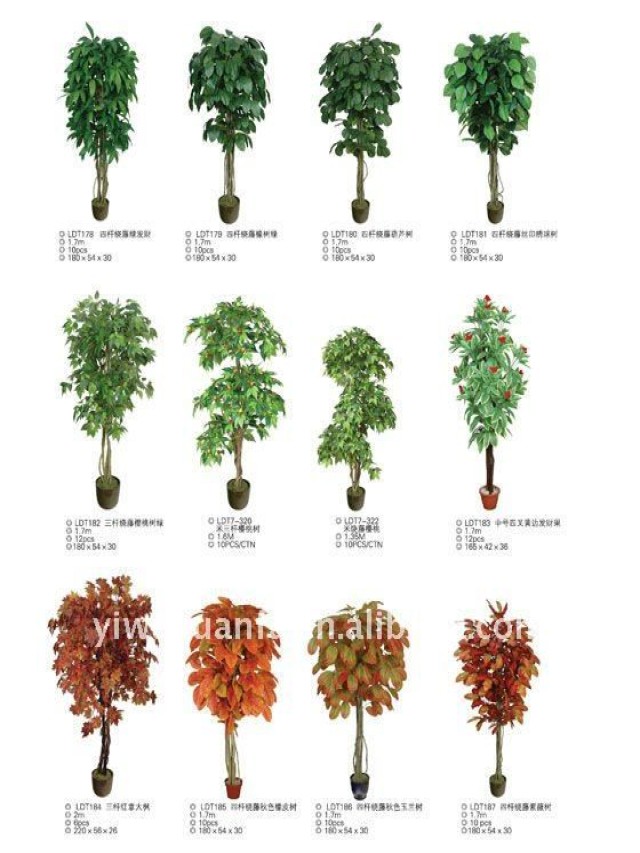 Lista 93+ Foto diferentes tipos de arboles con nombres en español Lleno