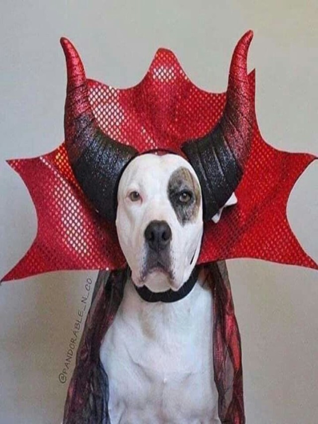 Arriba 104+ Foto disfraces de halloween para perros pitbull Actualizar
