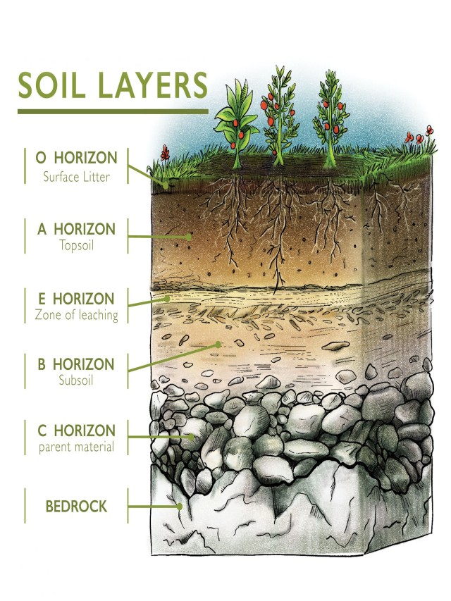 Arriba 97+ Imagen draw a diagram of soil profile El último