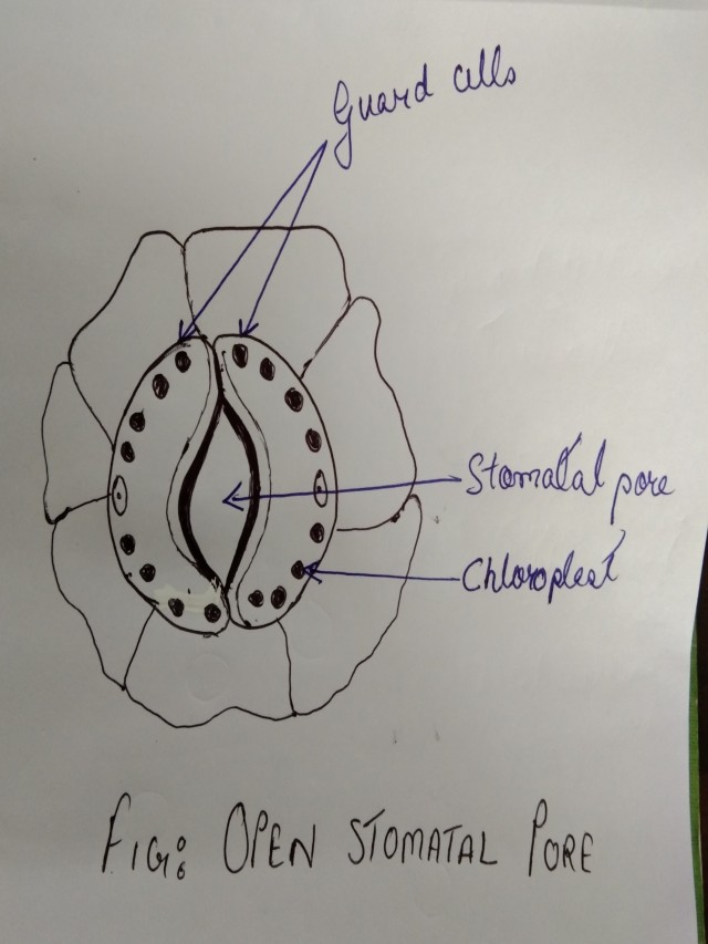 Lista 96+ Imagen draw a diagram to show open stomatal pore and label on it El último