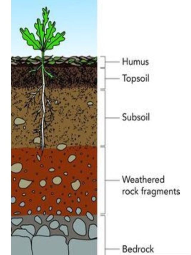 Arriba 90+ Imagen draw the diagram of soil profile Actualizar