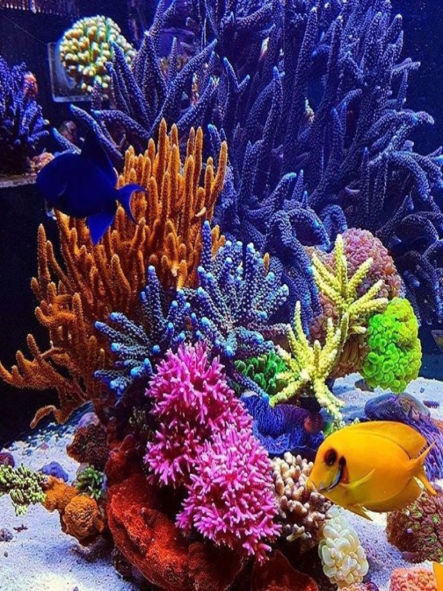 Álbumes 96+ Foto ecosistema marino que resalta la presencia de los corales Mirada tensa