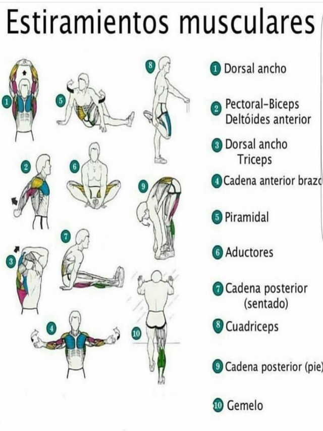 Sintético 99+ Foto ejercicios de estiramiento muscular para todo el cuerpo El último