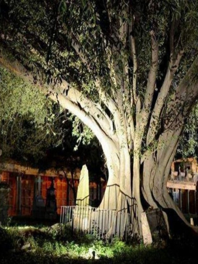 Álbumes 103+ Foto el árbol del vampiro de guadalajara Actualizar