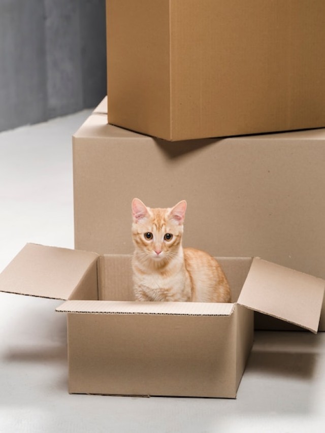 Lista 93+ Foto el gato en una caja de cartón Cena hermosa