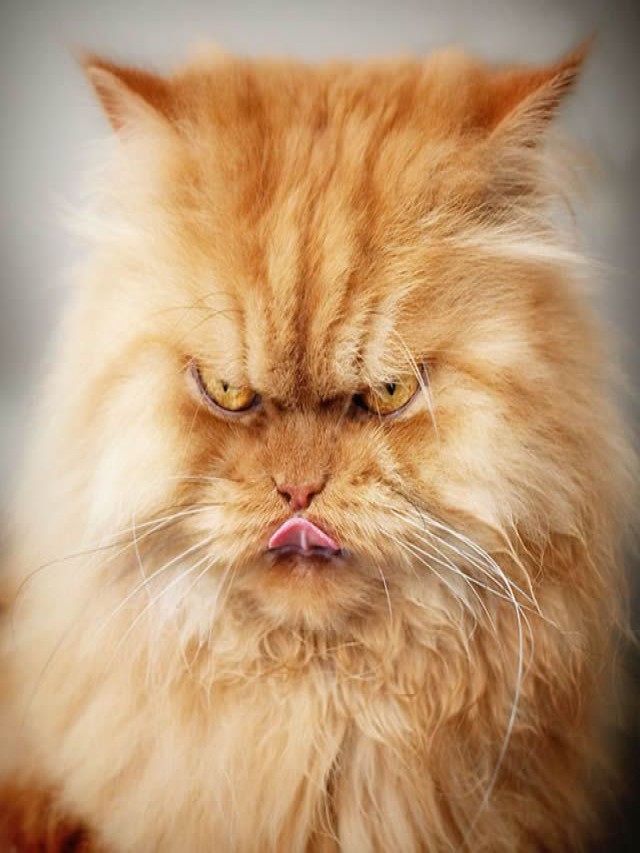 Lista 96+ Foto el gato más peligroso del mundo Cena hermosa
