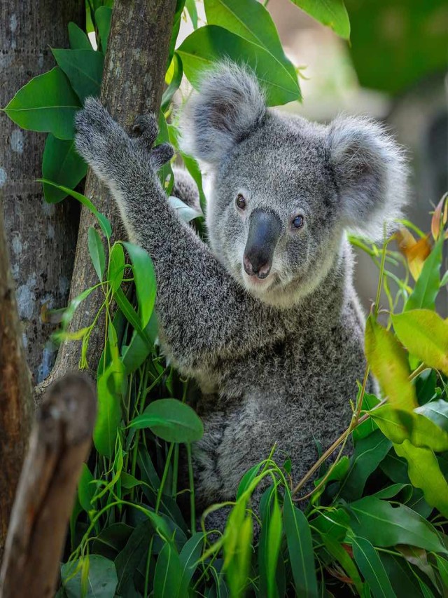 Lista 98+ Foto el koala es diurno o nocturno Alta definición completa, 2k, 4k
