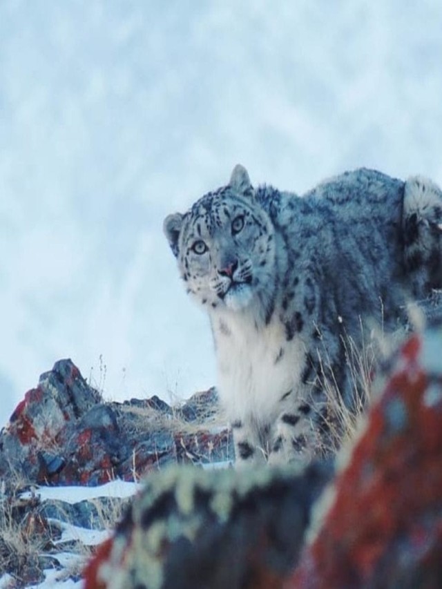 Sintético 102+ Foto el leopardo de las nieves está en peligro de extinción Cena hermosa