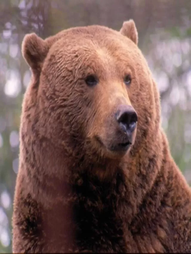 Arriba 100+ Foto el oso pardo está en peligro de extinción Alta definición completa, 2k, 4k