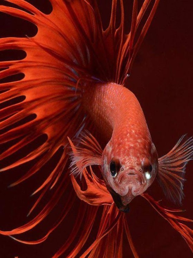 Sintético 100+ Foto el pez más hermoso del mundo Alta definición completa, 2k, 4k