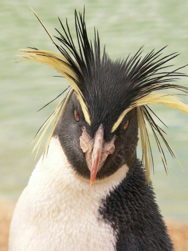 Arriba 90+ Foto el pinguino tiene plumas o pelos Lleno