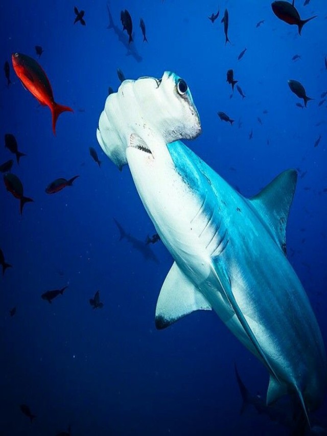 Arriba 90+ Foto el tiburon es mamifero o pez Actualizar