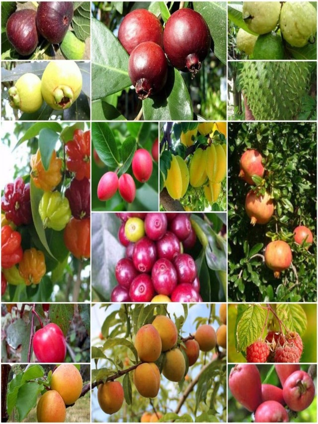 Arriba 102+ Foto en que mes se podan los arboles frutales Alta definición completa, 2k, 4k