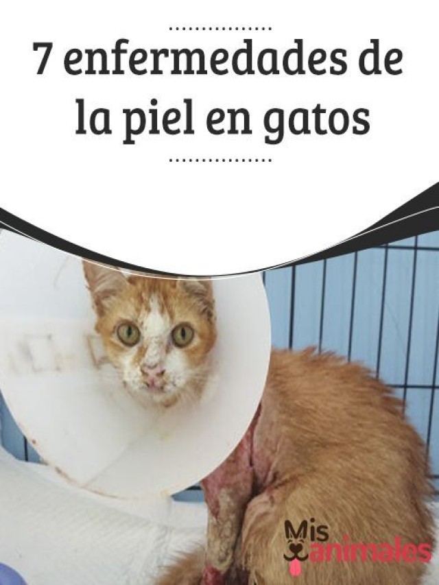 Lista 94+ Foto enfermedades de la piel en gatos imagenes Lleno