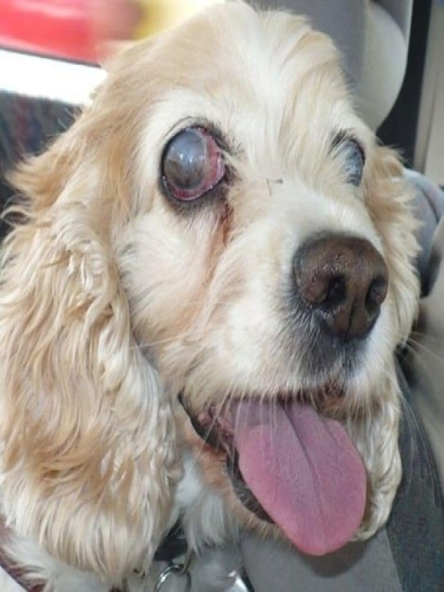 Lista 90+ Foto enfermedades de los ojos en perros fotos El último