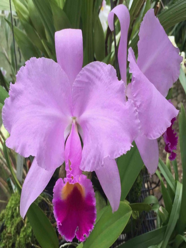 Lista 100+ Foto es normal que se caigan las flores de las orquídeas Mirada tensa