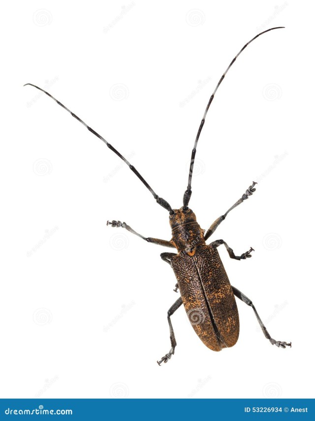 Sintético 96+ Foto escarabajo de antenas largas es peligroso Mirada tensa
